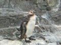 [葛西臨海水族園]