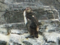 [葛西臨海水族園]