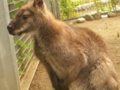 [遊亀公園付属動物園]