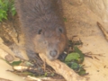 [遊亀公園付属動物園]