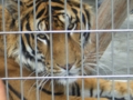 [遊亀公園付属動物園]