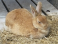 [遊亀公園付属動物園]