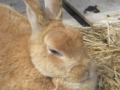 [遊亀公園付属動物園]