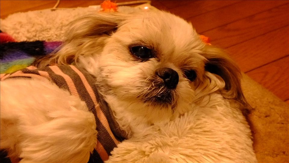 f:id:shinobutakahasi:20190411183357j:plain f:id:shinobutakahasi:20190411183357j:plain
