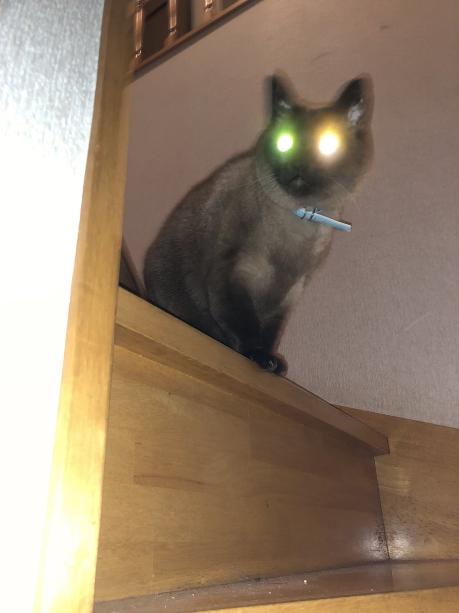 f:id:shinobutakahasi:20190512161348j:plain f:id:shinobutakahasi:20190512161348j:plain