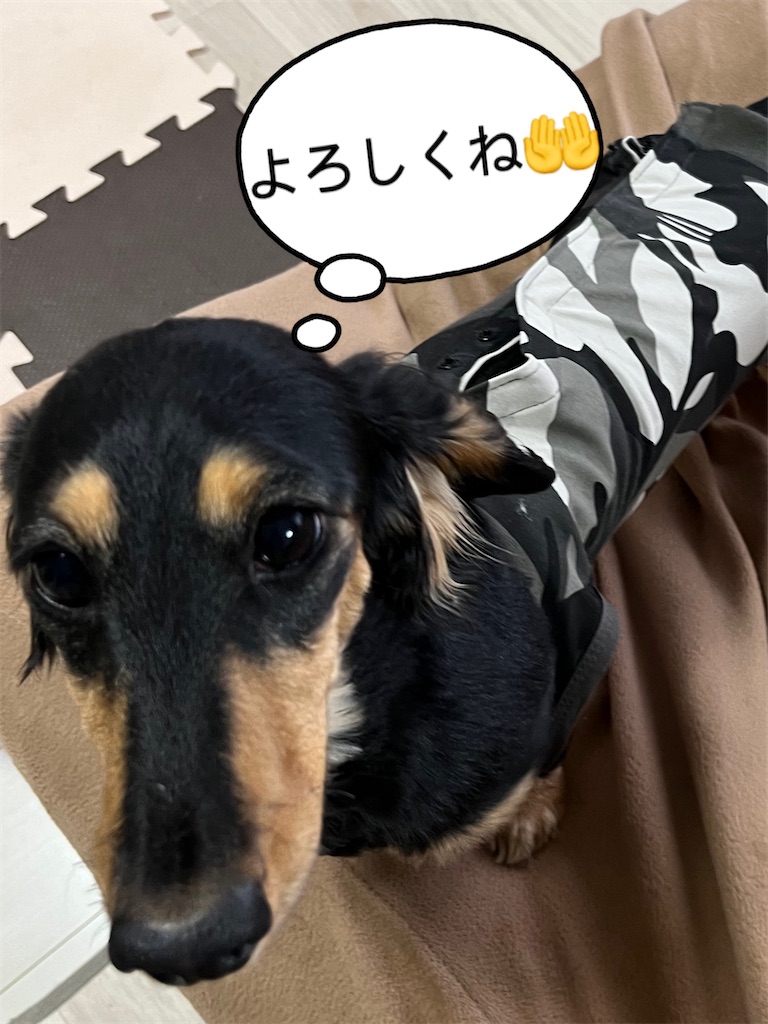 f:id:shinodaks79:20230329210809j:image