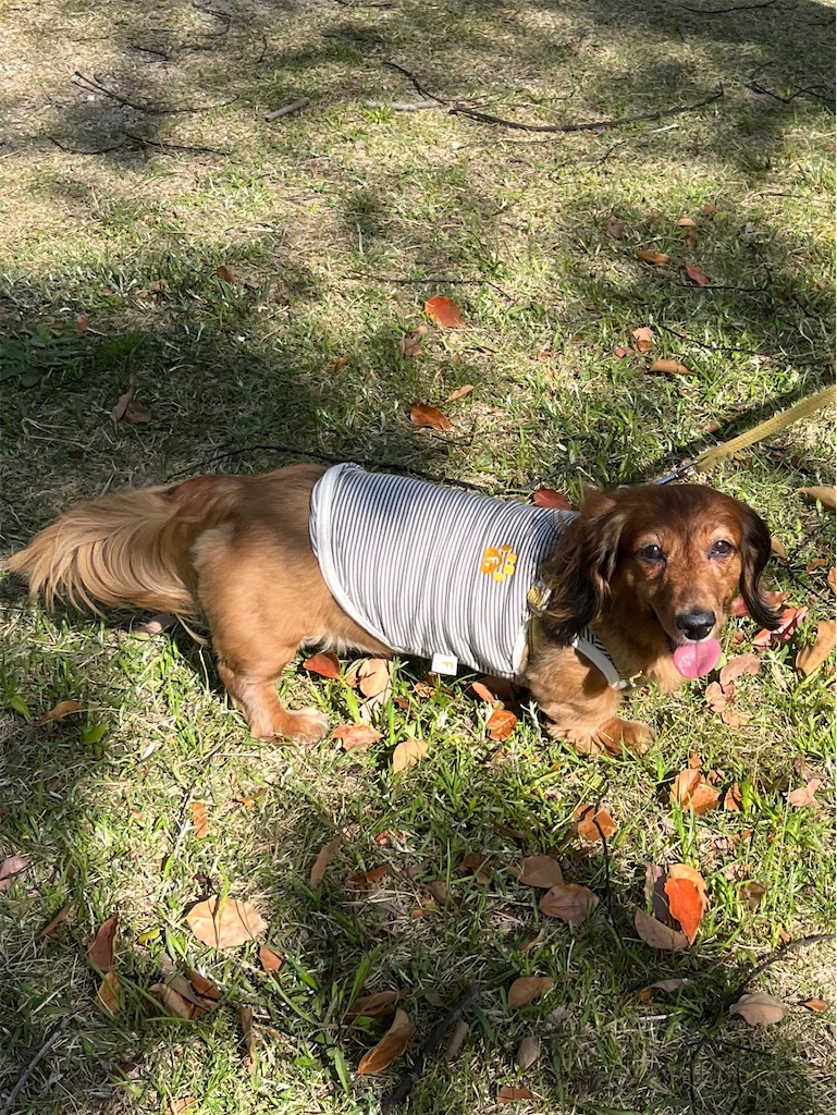 f:id:shinodaks79:20230422180016j:image f:id:shinodaks79:20230422180016j:image