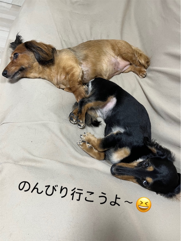 f:id:shinodaks79:20230524201105j:image