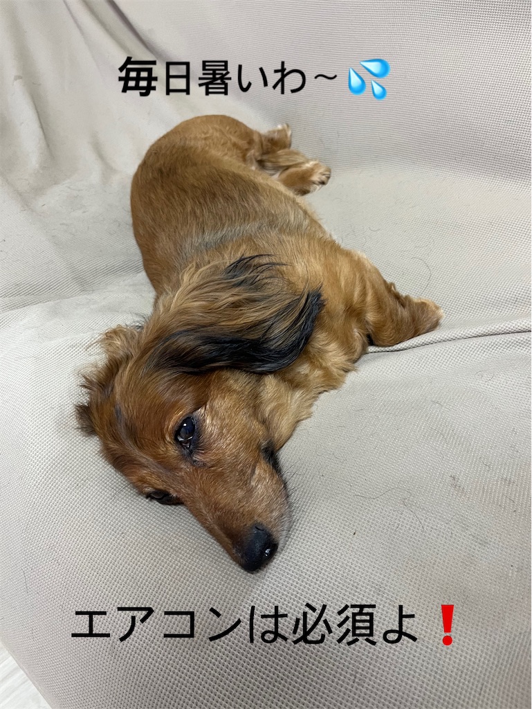 f:id:shinodaks79:20230615082308j:image