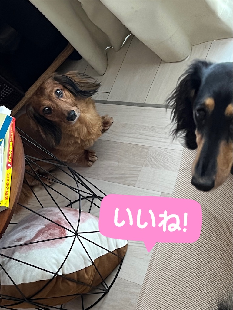 f:id:shinodaks79:20230713203833j:image