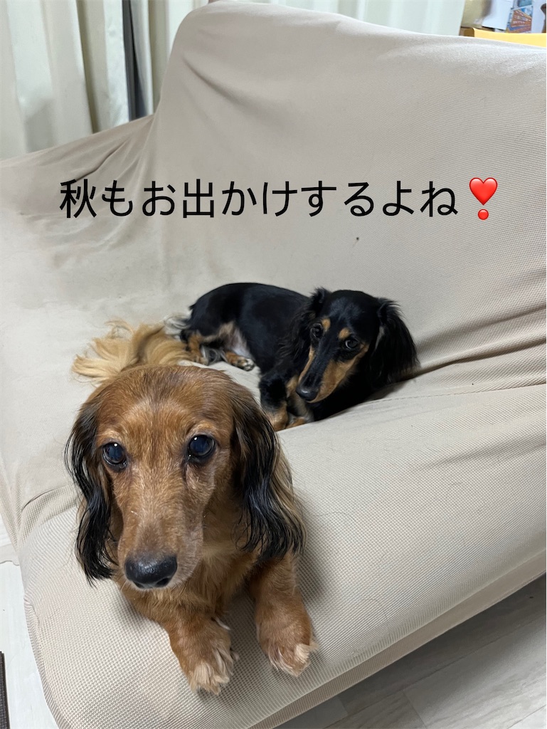 f:id:shinodaks79:20230831200353j:image