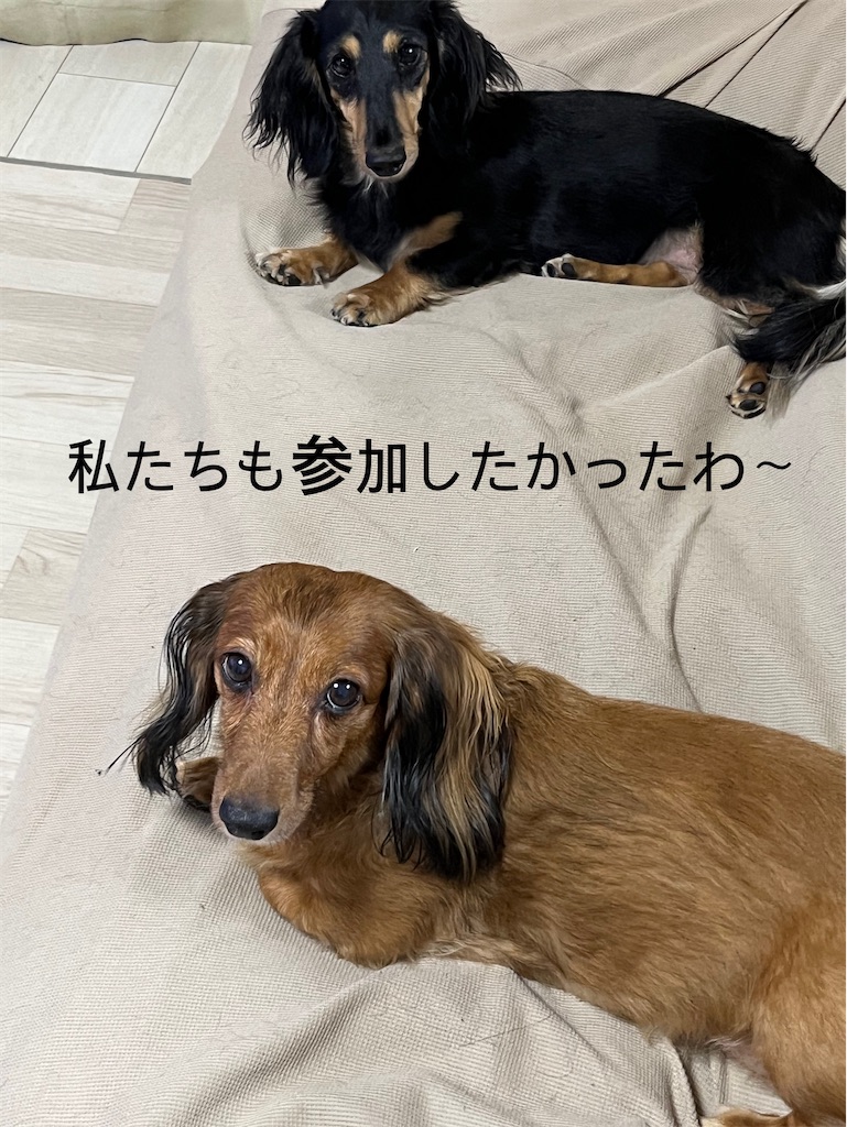 f:id:shinodaks79:20230904203644j:image