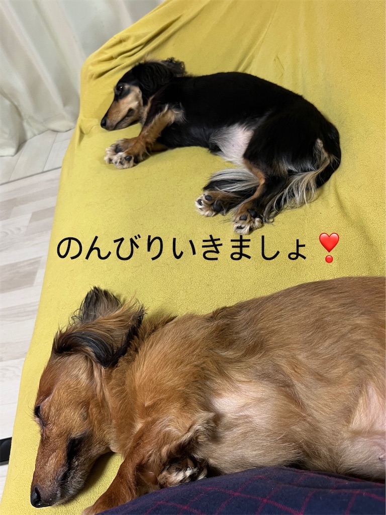 f:id:shinodaks79:20231114161002j:image