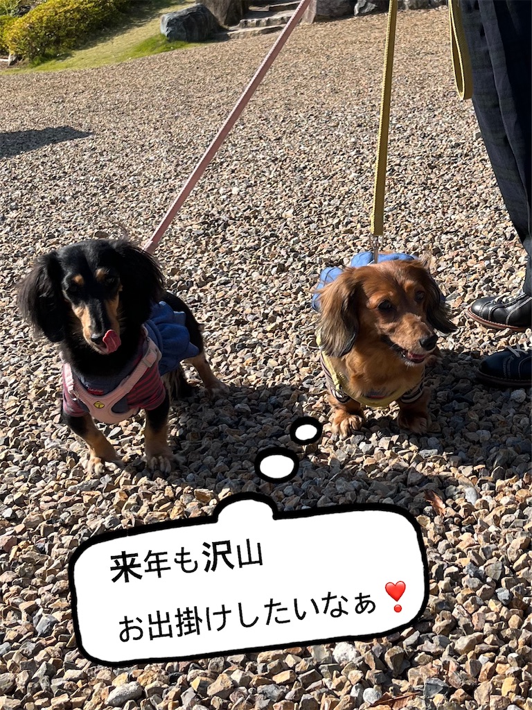 f:id:shinodaks79:20231116204655j:image