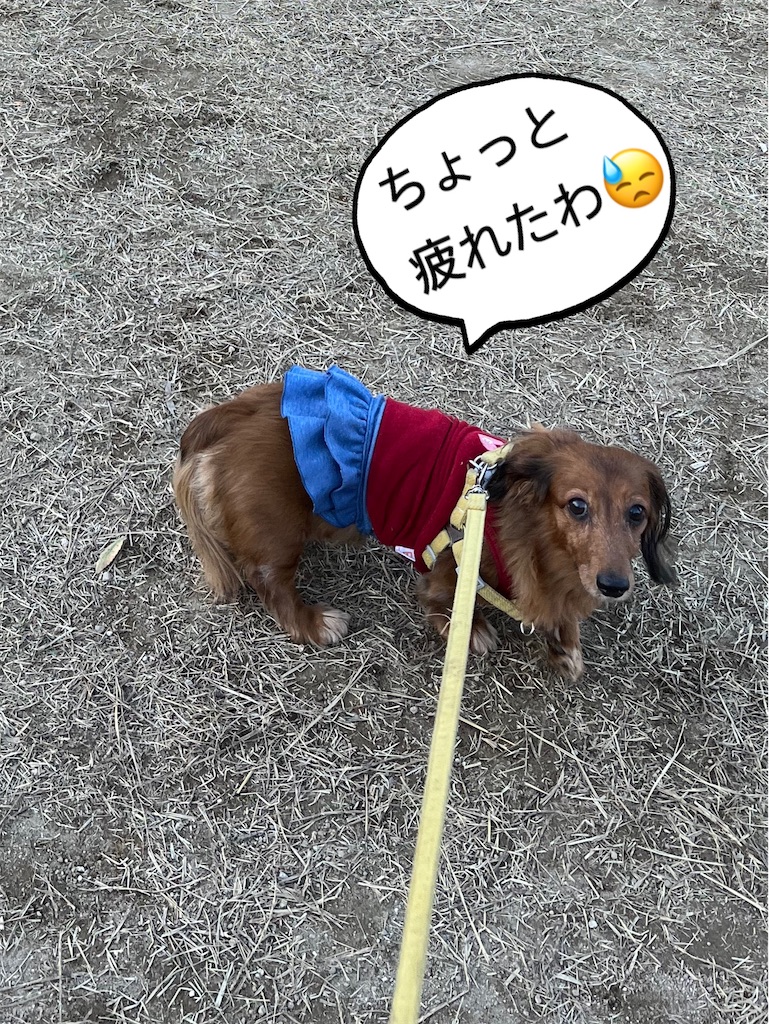 f:id:shinodaks79:20231127195719j:image