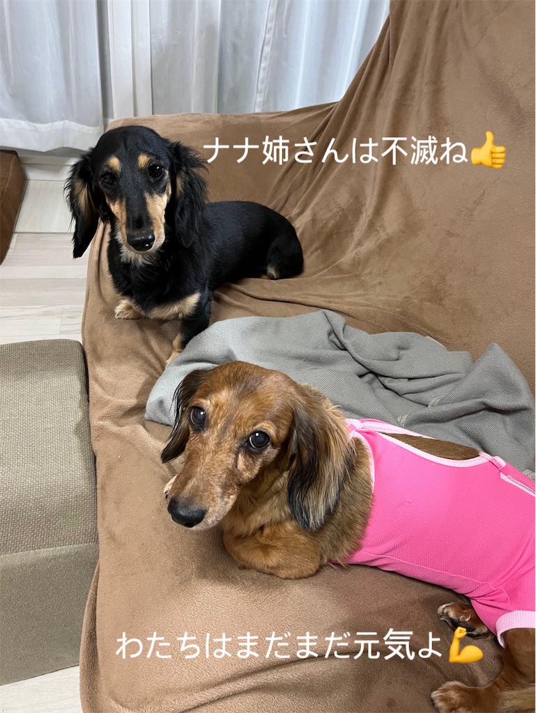 f:id:shinodaks79:20231221081937j:image