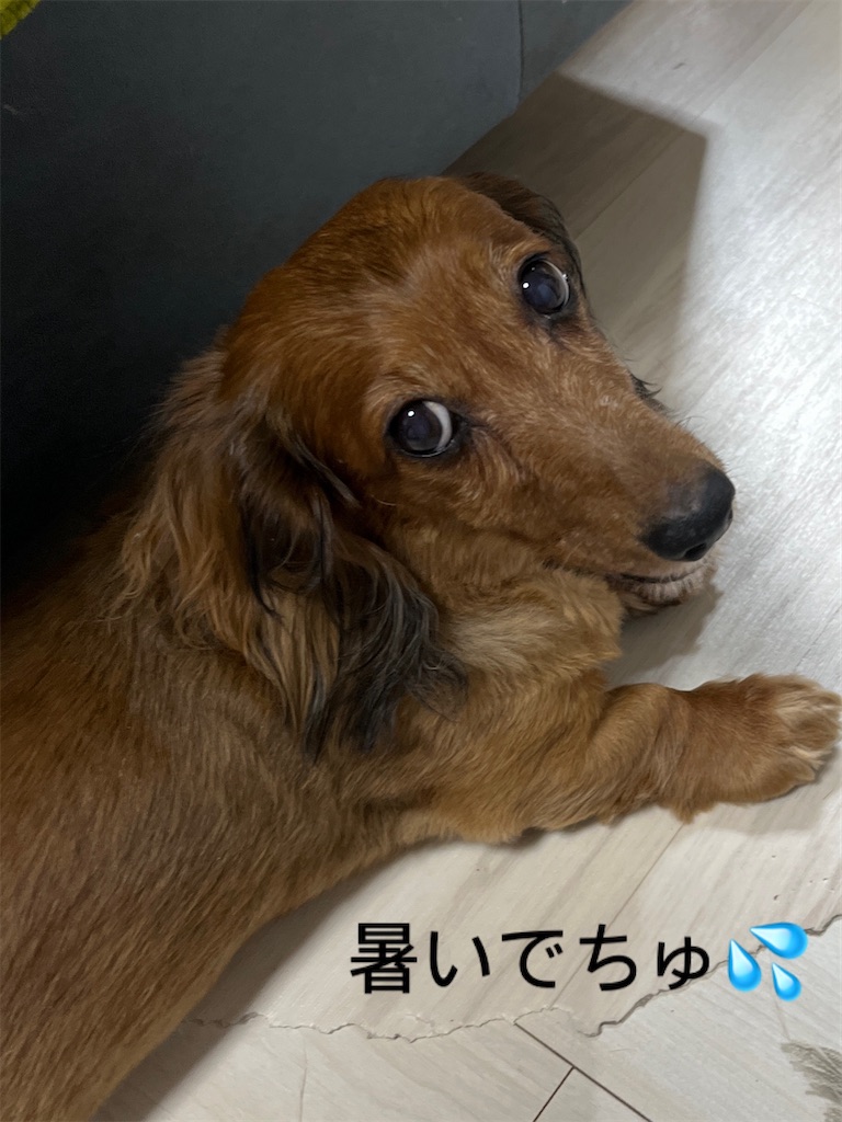 f:id:shinodaks79:20240612211246j:image