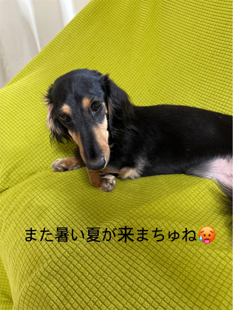 f:id:shinodaks79:20240612211400j:image
