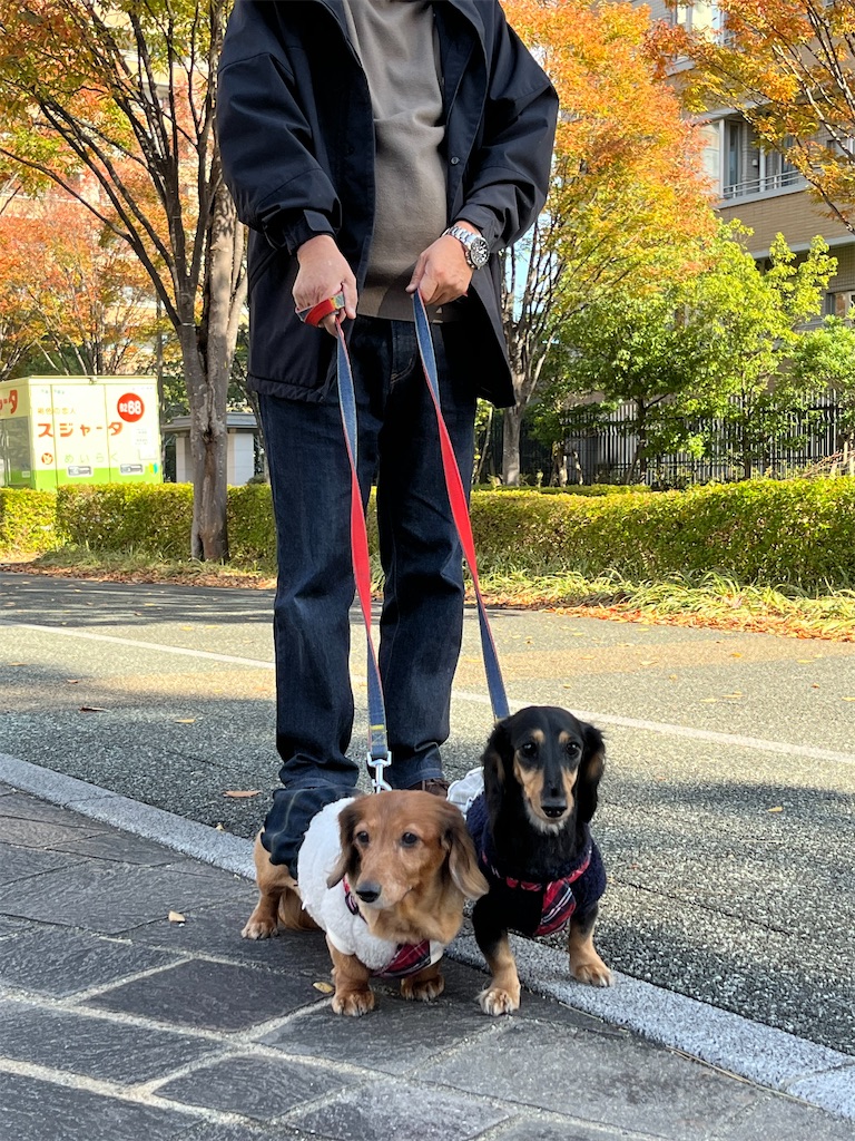 f:id:shinodaks79:20241124144248j:image f:id:shinodaks79:20241124144248j:image