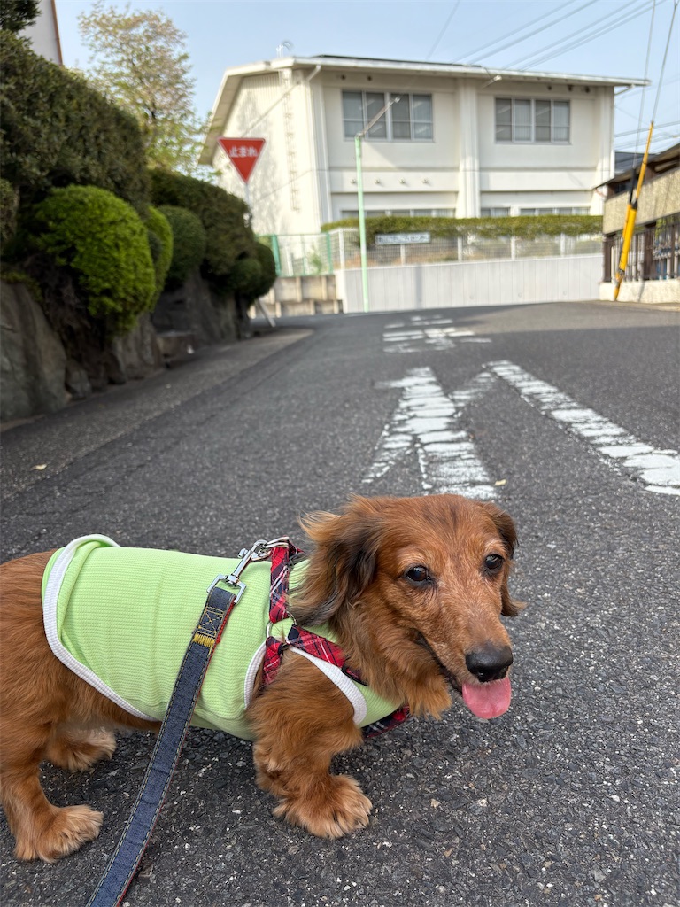 f:id:shinodaks79:20250420103009j:image