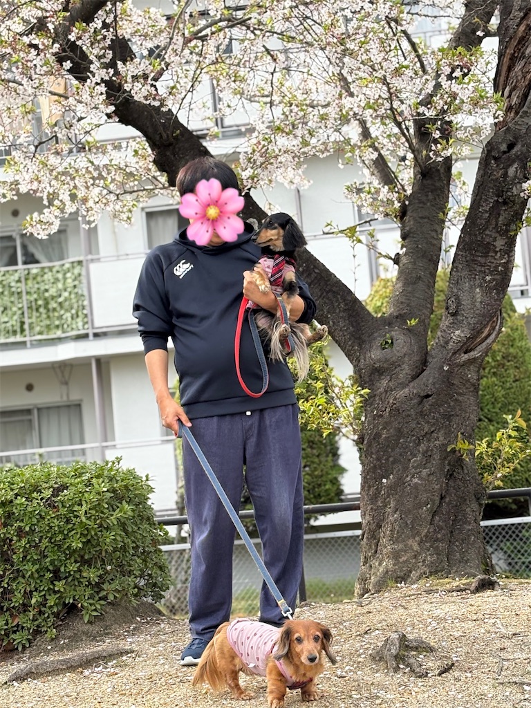 f:id:shinodaks79:20260405193758j:image