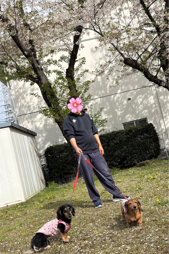 f:id:shinodaks79:20260405194232j:image