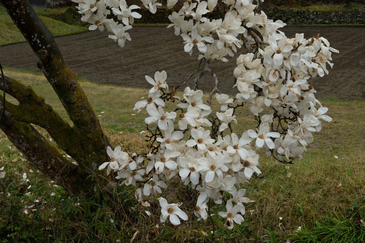 f:id:shinogi-dental:20200330233814j:plain