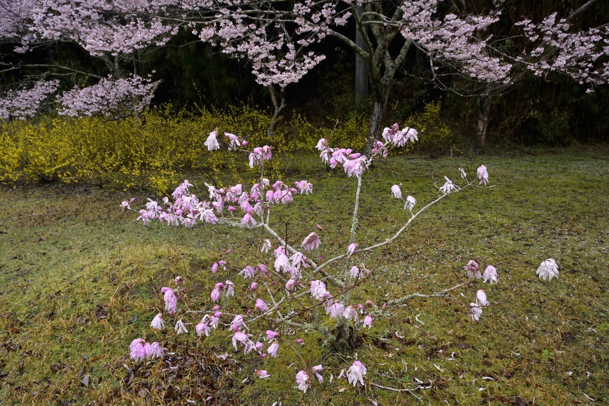f:id:shinogi-dental:20200330234020j:plain