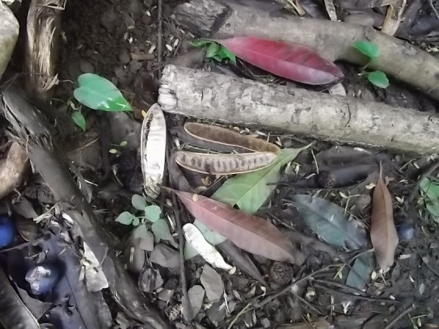 f:id:shinok30:20210407153924j:plain