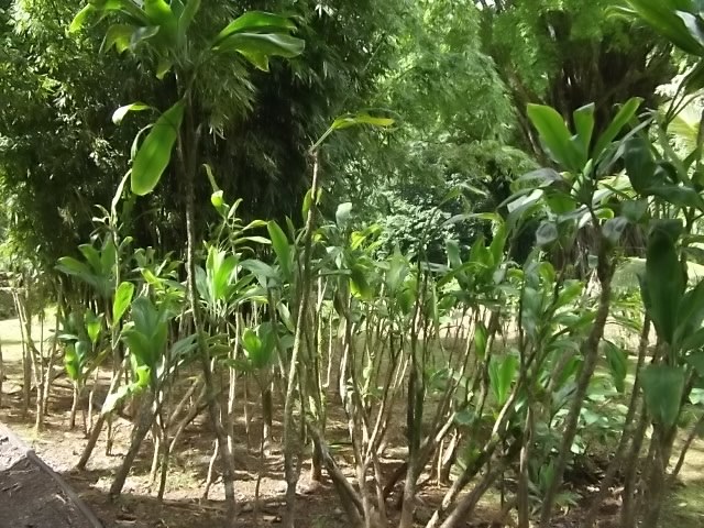 f:id:shinok30:20210407153948j:plain