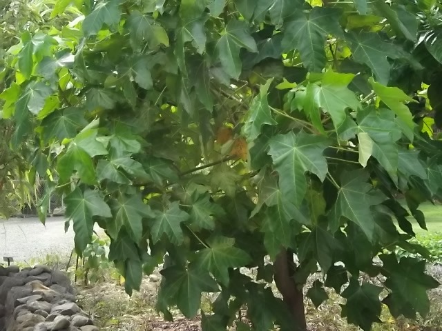 f:id:shinok30:20210407153956j:plain