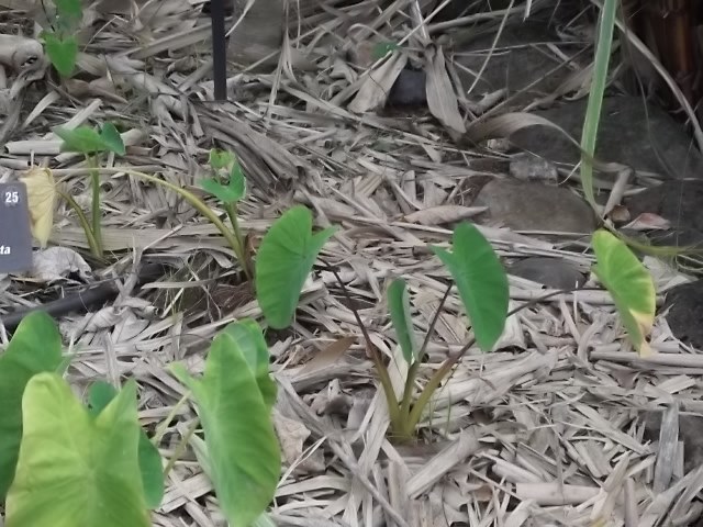 f:id:shinok30:20210407154015j:plain