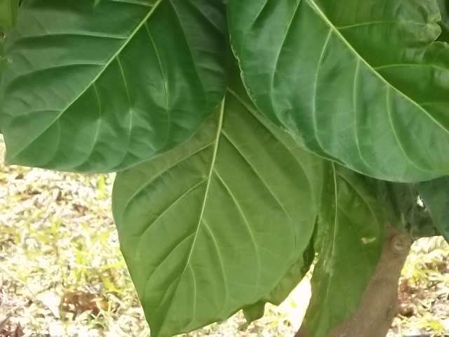 f:id:shinok30:20210407154030j:plain