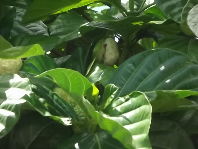 f:id:shinok30:20210407154035j:plain