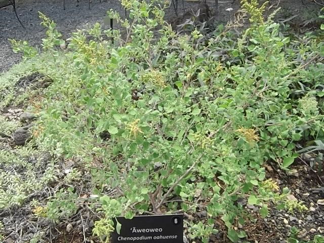 f:id:shinok30:20210407154116j:plain