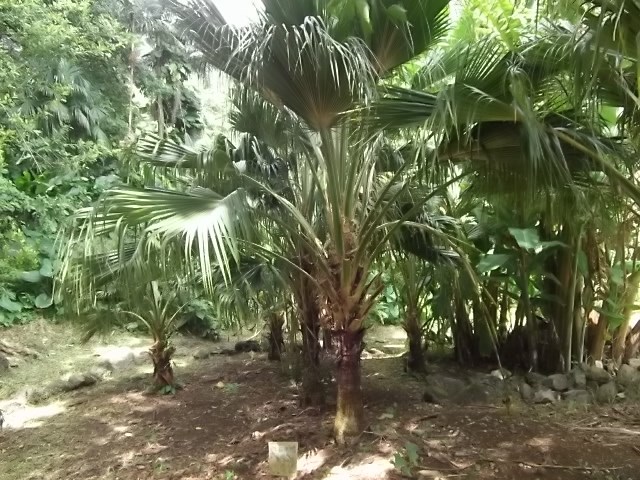 f:id:shinok30:20210407154130j:plain