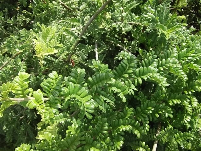 f:id:shinok30:20210407154215j:plain