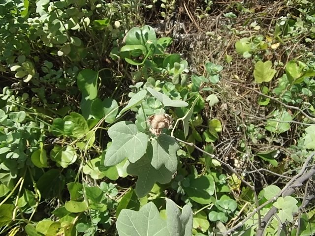 f:id:shinok30:20210407164500j:plain