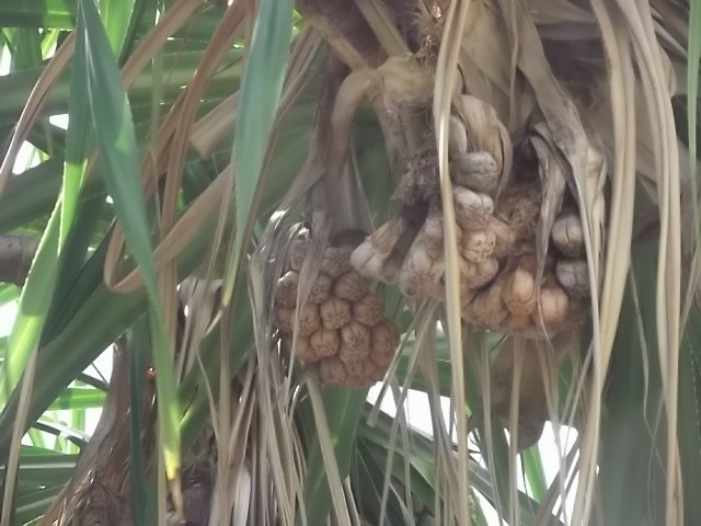 f:id:shinok30:20210407180238j:plain