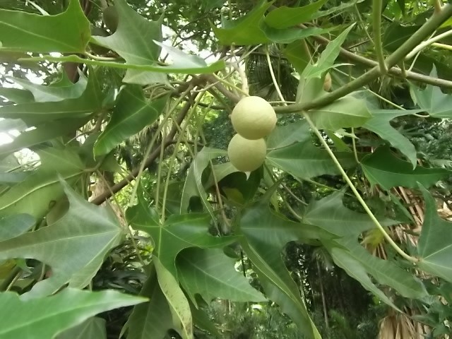 f:id:shinok30:20210407182810j:plain