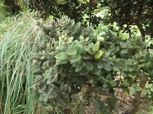 f:id:shinok30:20210407184221j:plain