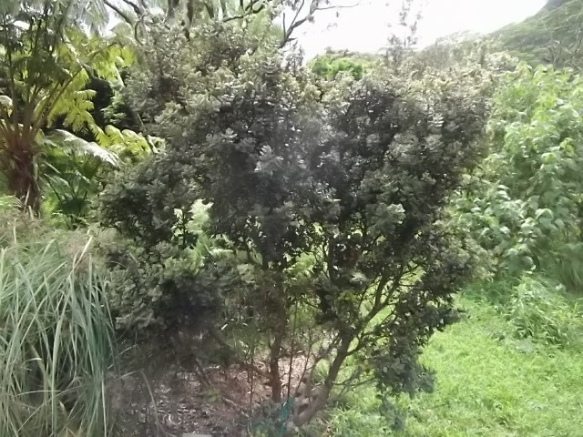 f:id:shinok30:20210407184225j:plain