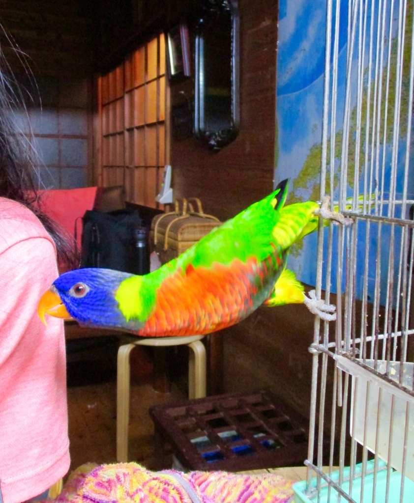 ゴシキセイガイインコの今 - ちいさなつぶやきIV～～byShino☆