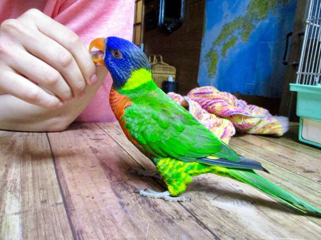 ゴシキセイガイインコの今 - ちいさなつぶやきIV～～byShino☆