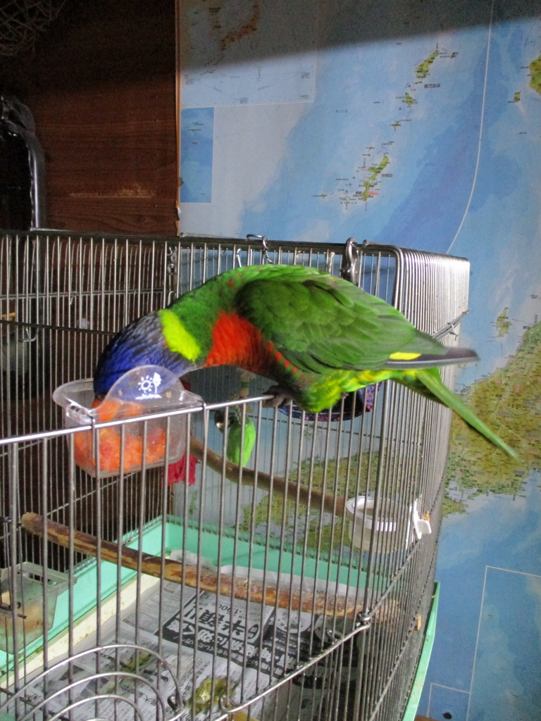 ゴシキセイガイインコの今 - ちいさなつぶやきIV～～byShino☆