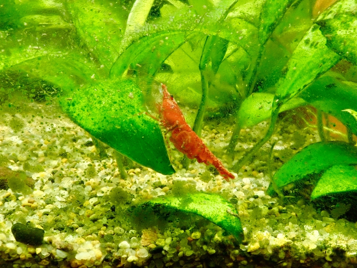 f:id:shinokud:20191026233025j:plain f:id:shinokud:20191026233025j:plain