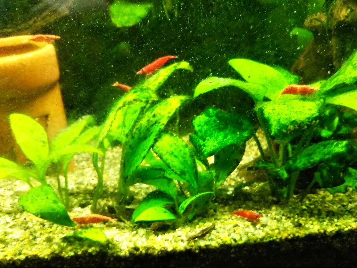 f:id:shinokud:20191026233109j:plain f:id:shinokud:20191026233109j:plain