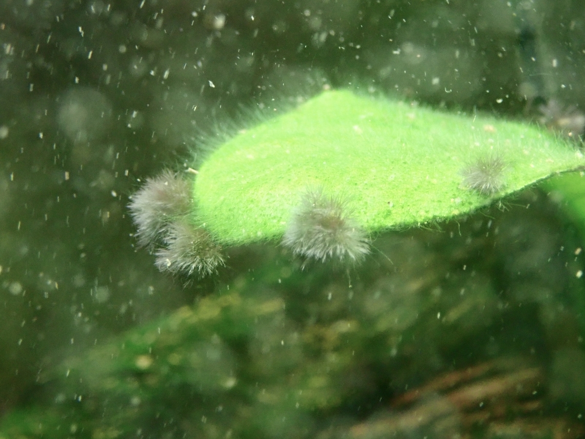 f:id:shinokud:20191026233549j:plain f:id:shinokud:20191026233549j:plain