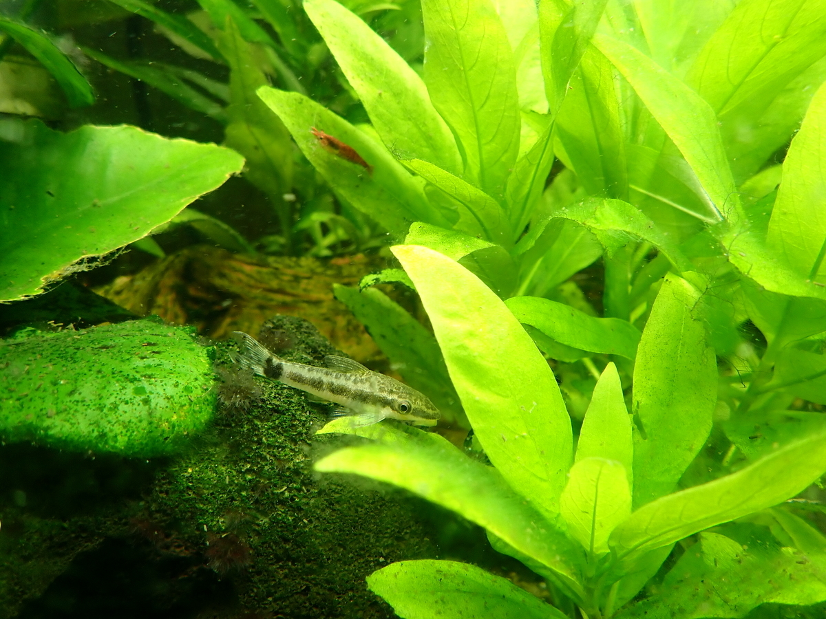 f:id:shinokud:20191026234528j:plain f:id:shinokud:20191026234528j:plain