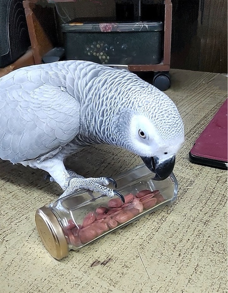 f:id:shinokud:20241203225128j:image